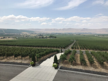 Large view of a vineyard with paved steps.