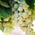 A bunch of green grapes on a vine.