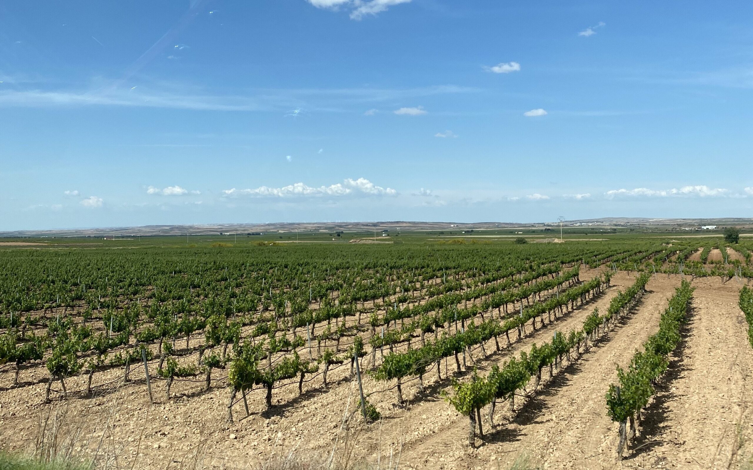 Expansive view of a vineyard with blue skies.