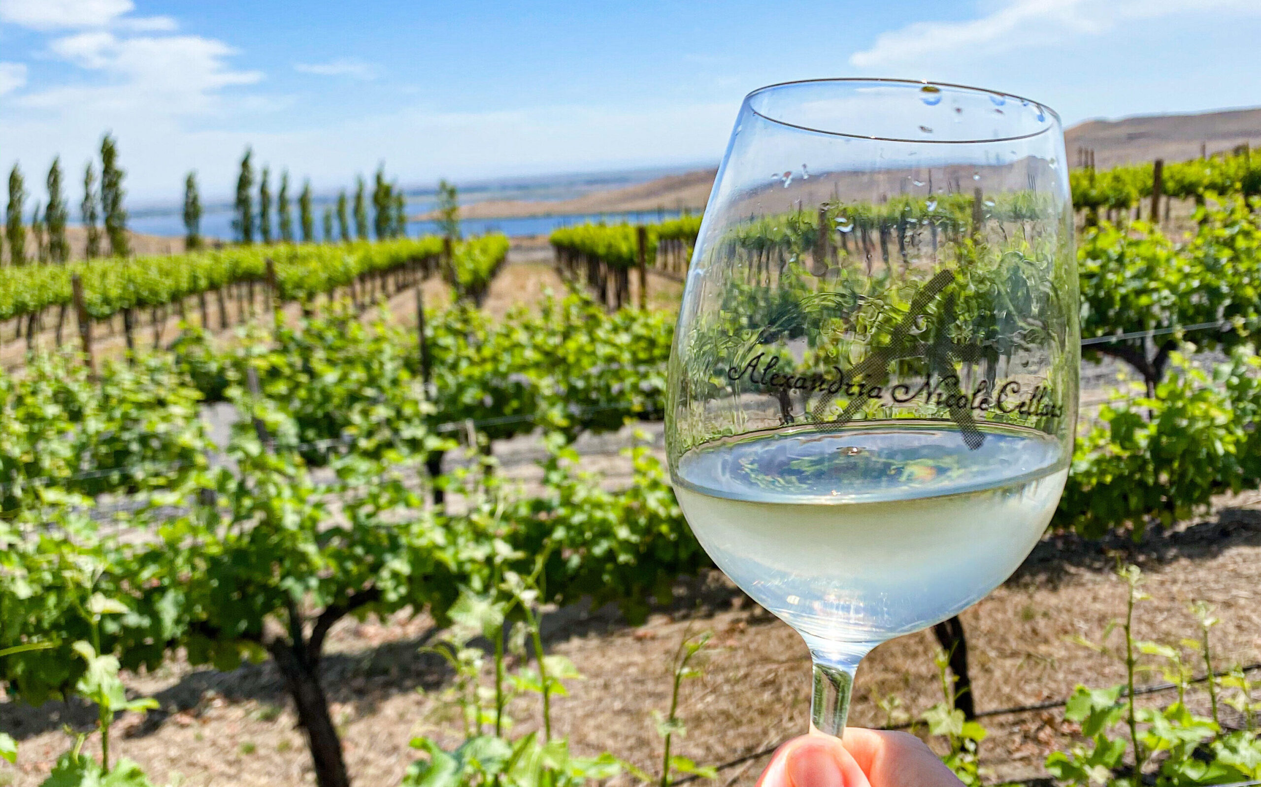 Hand holding a glass of white wine in front of a vineyard.