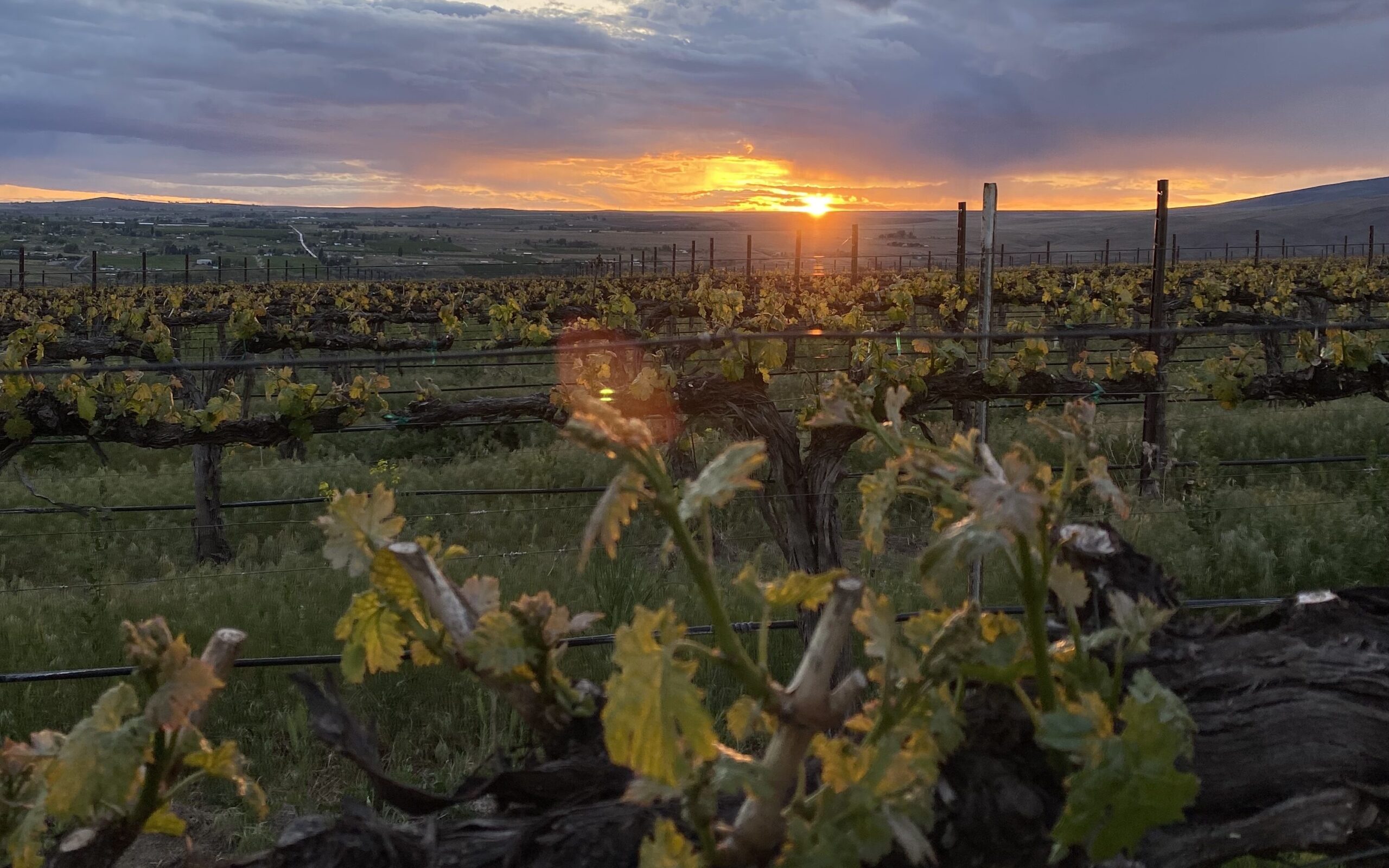A vineyard at sunset.
